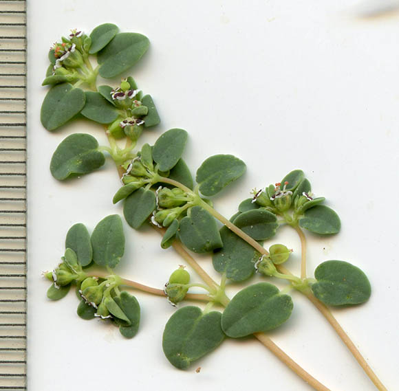  Euphorbia polycarpa